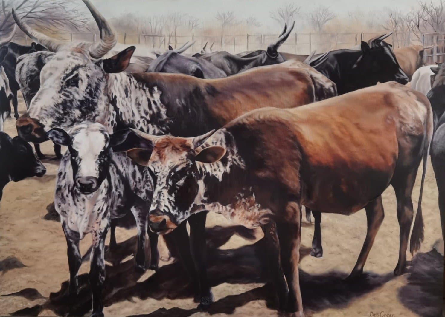 Nguni herd