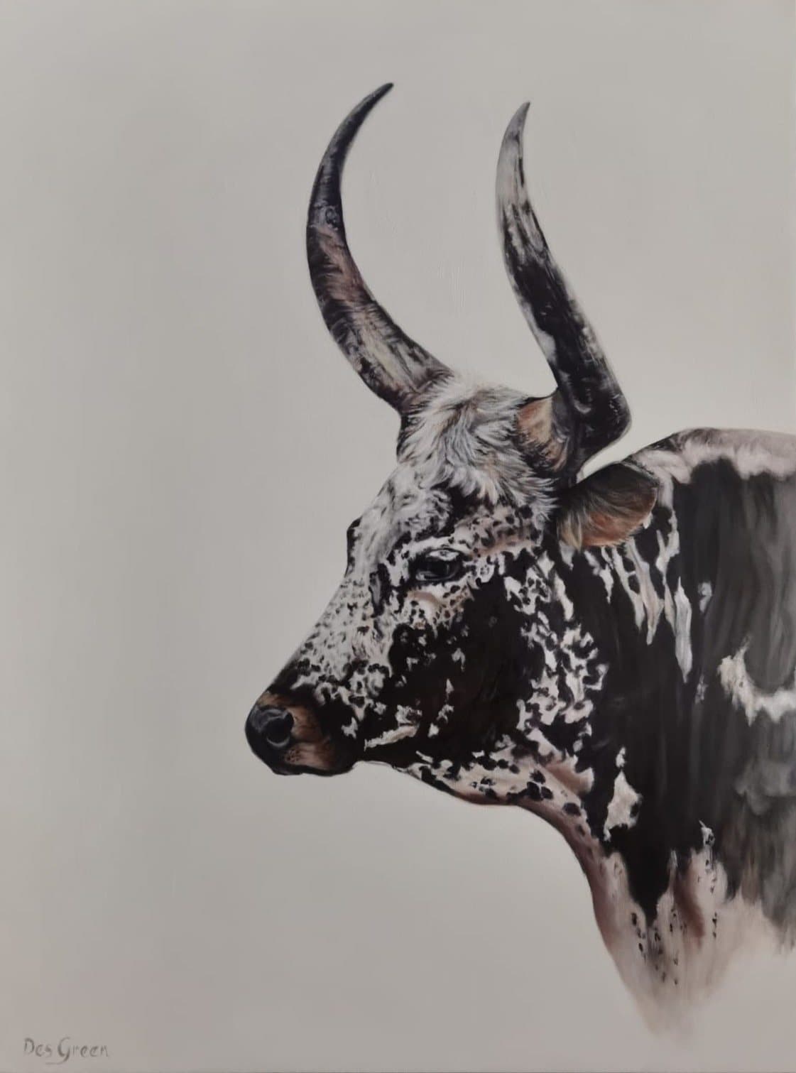 Nguni portrait 1