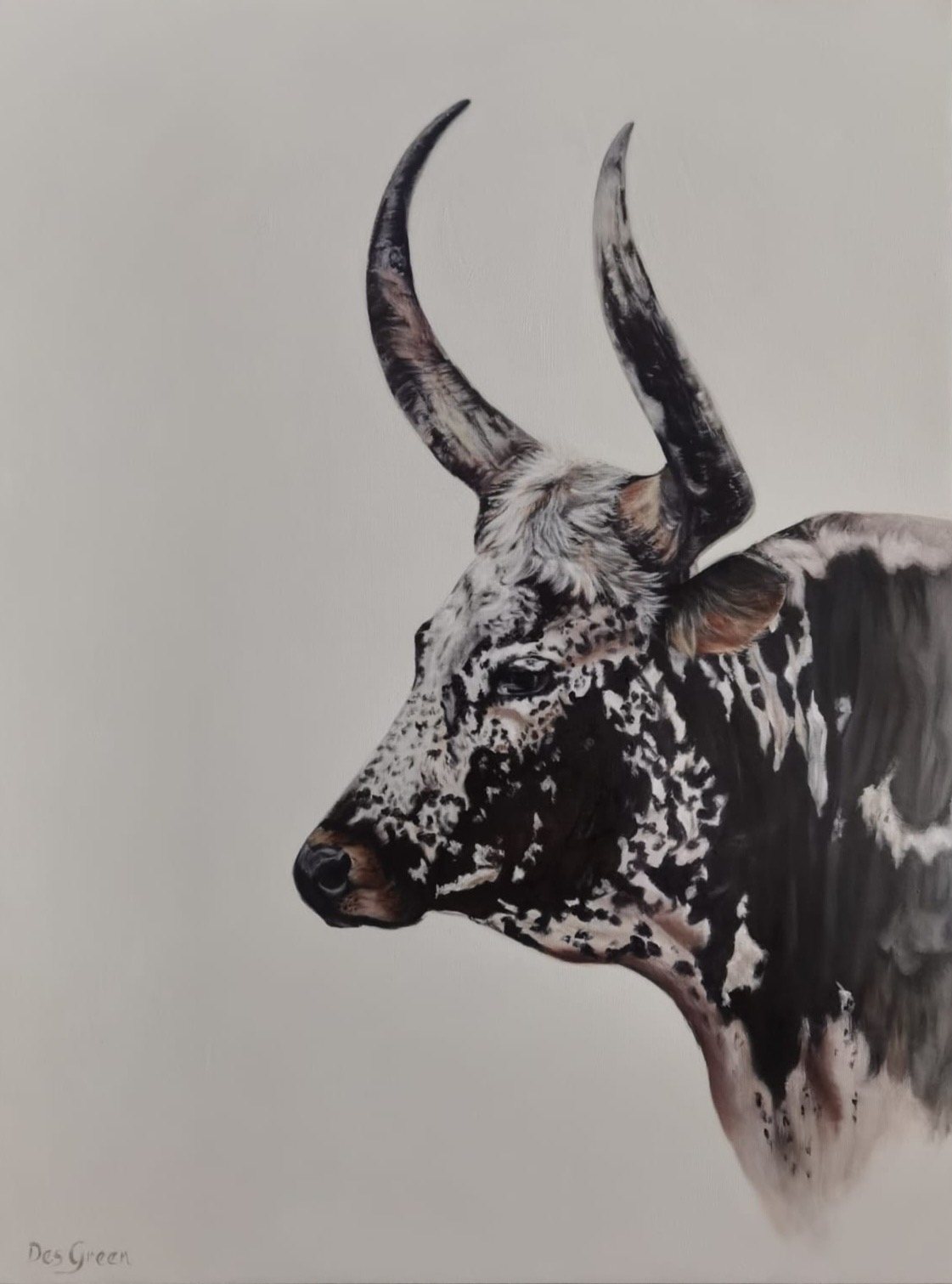 Nguni portrait 1